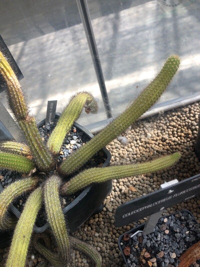 Cleistocactus 8
