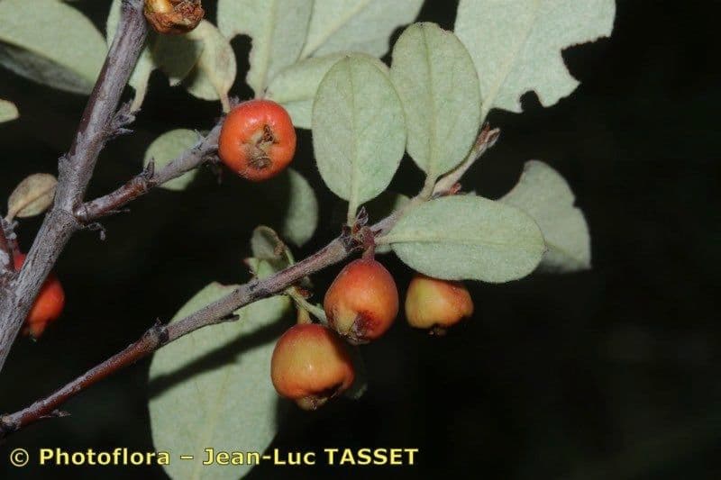 Cotoneaster 2