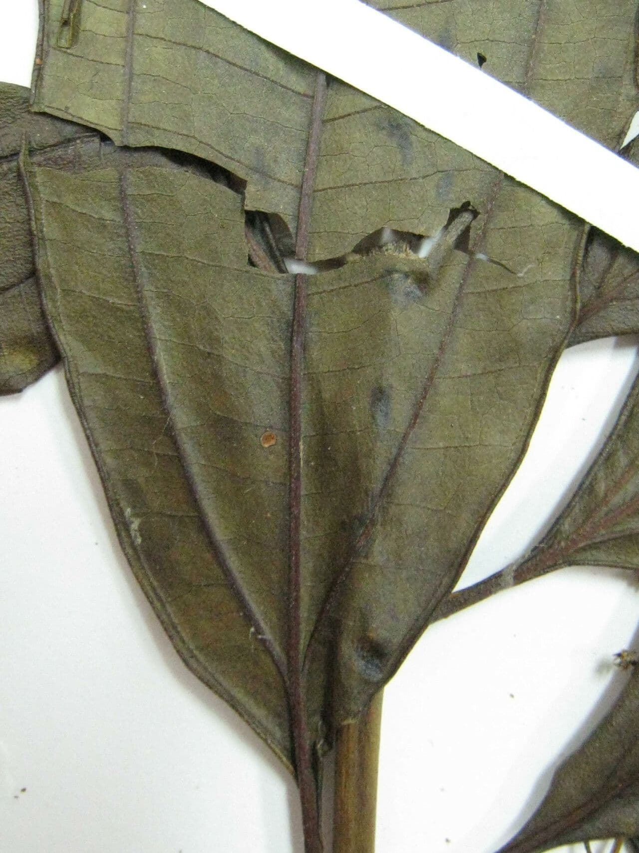 Miconia prasina 17