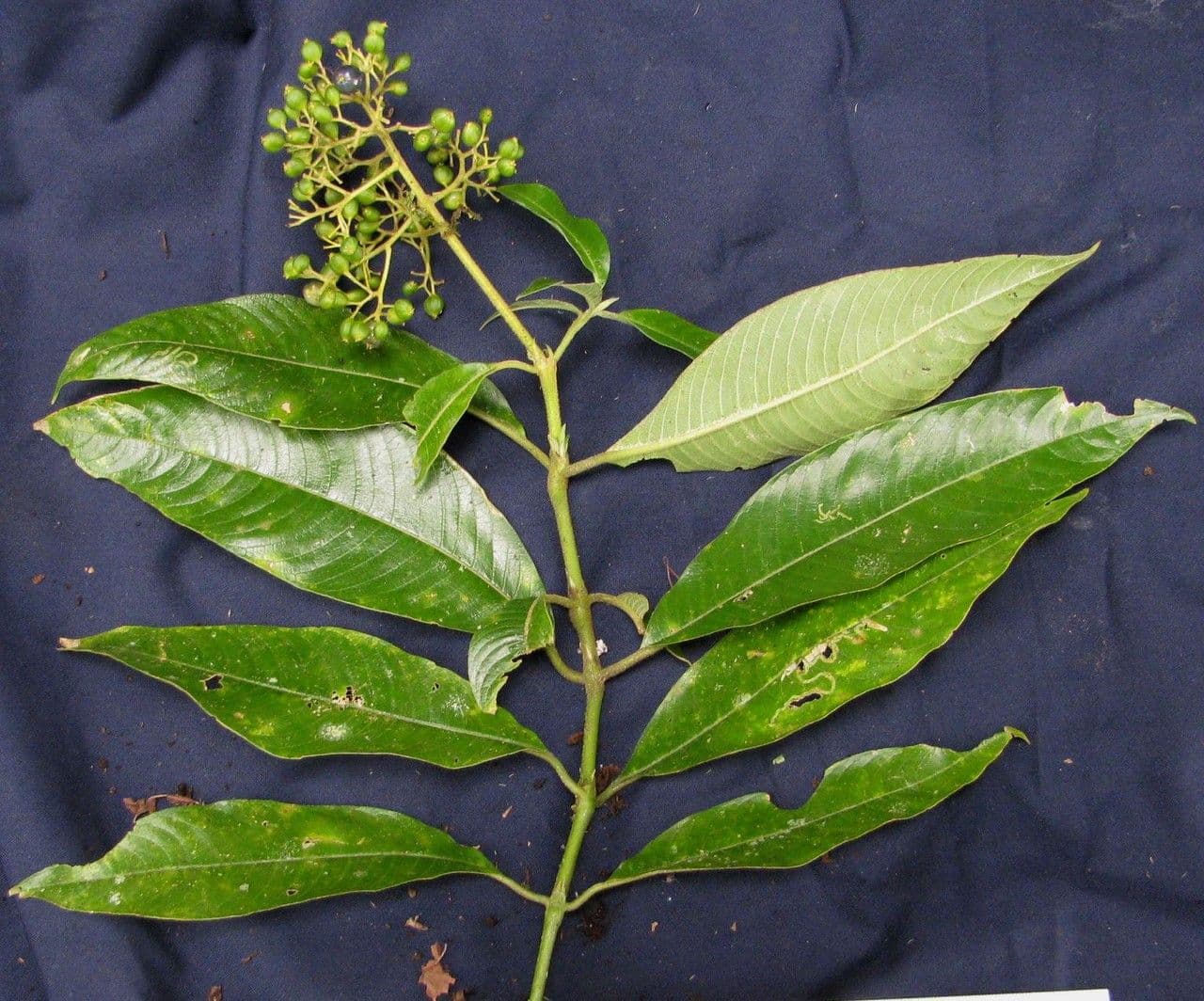 Palicourea 9