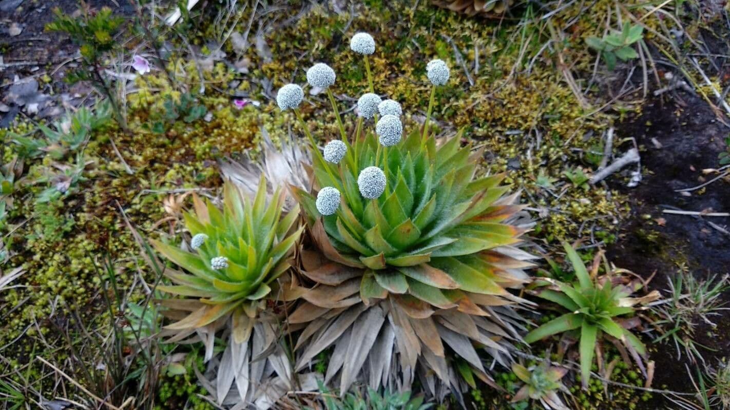 Paepalanthus 6