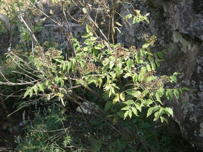 Aralia nana 4