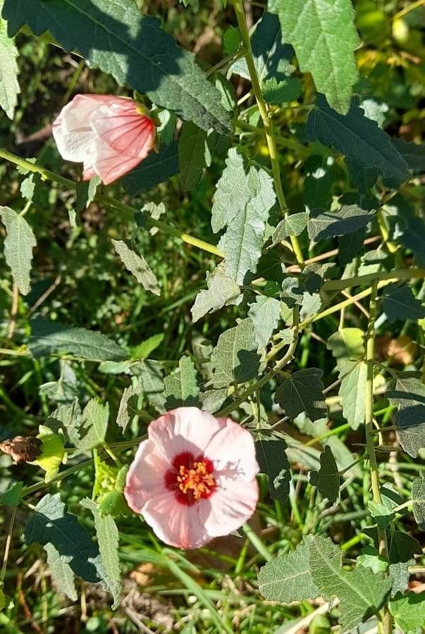 Pavonia hastata 21