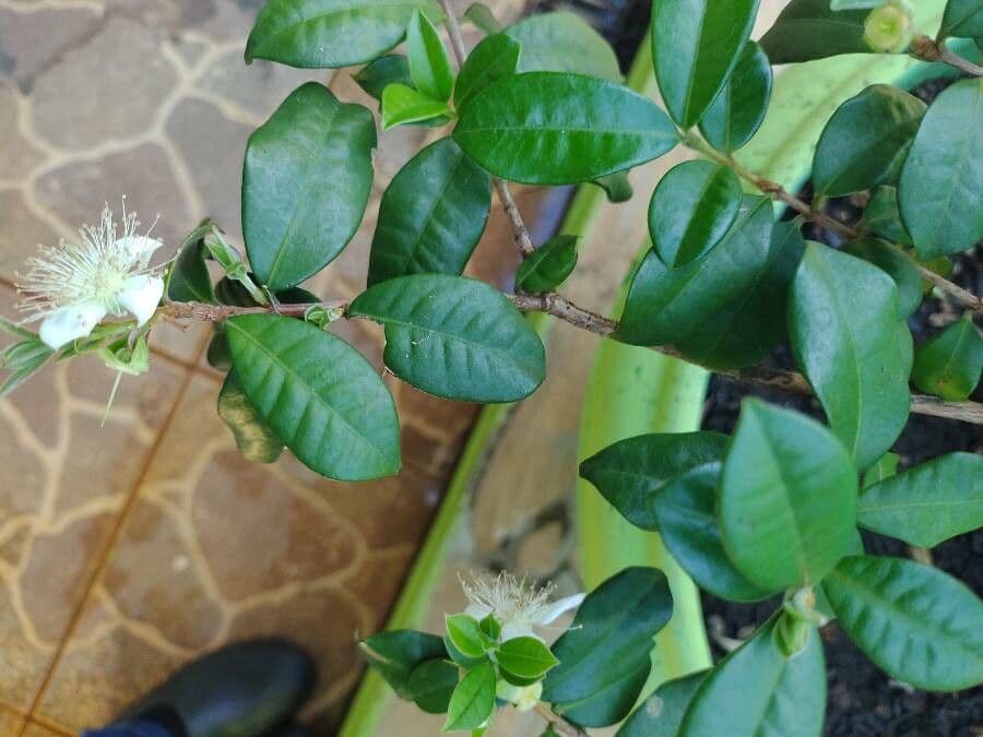 Jaboticaba 5