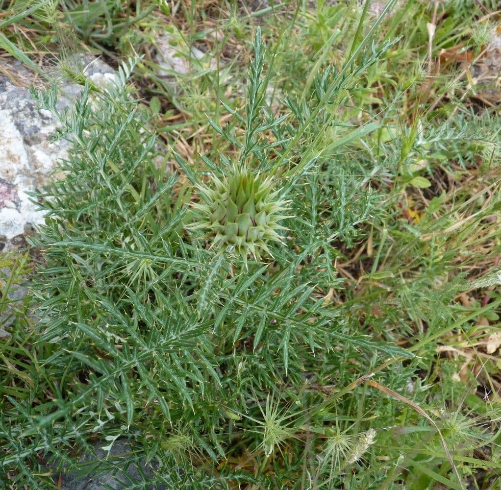 Cynara humilis 14