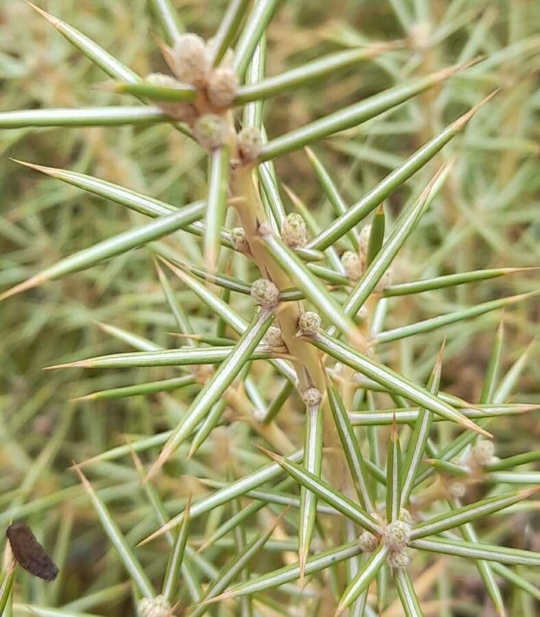 Chuquiraga 7