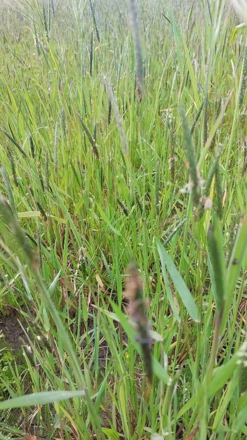 Marsh foxtail 10