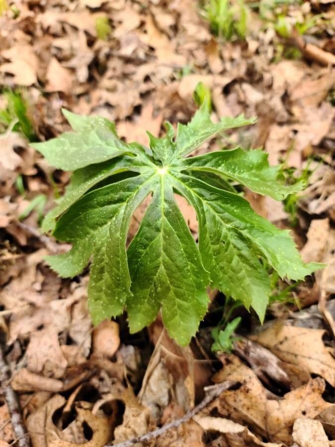 Dicentra de capucha 14
