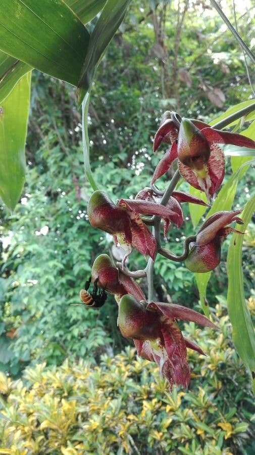 Catasetum maculato 9