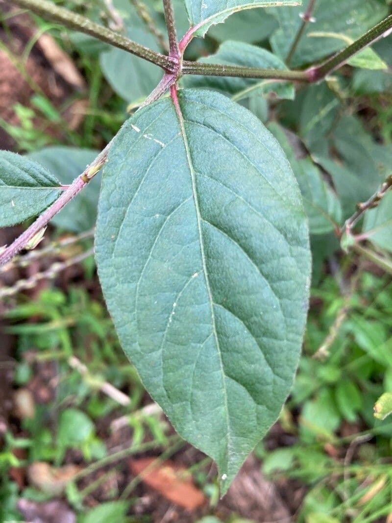 Achyranthes bidentata 6