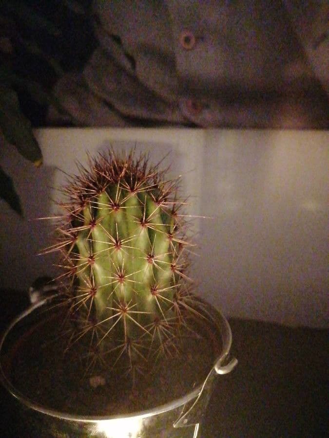 Cactus organo 12