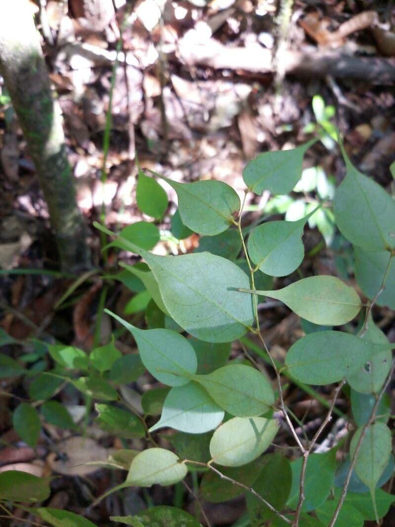 Cleistanthus 4