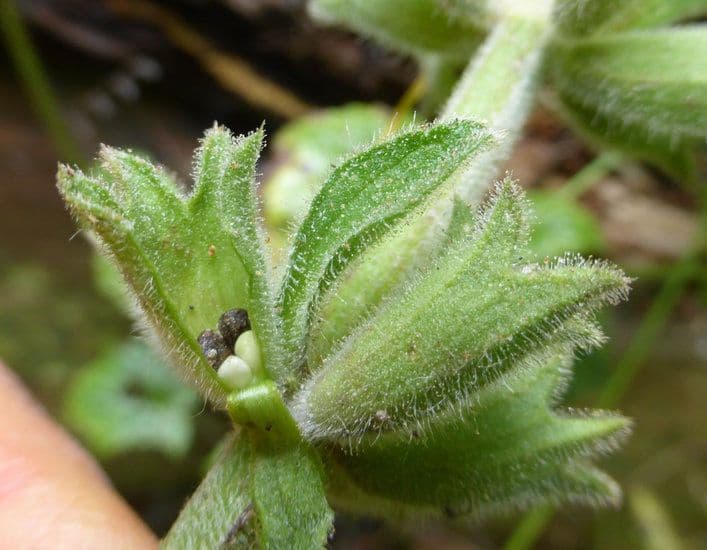 Stachys chamissonis 12