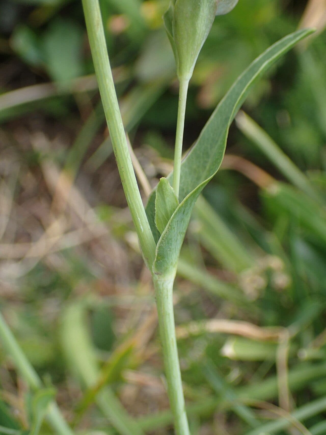 Bupleurum angulosum 18