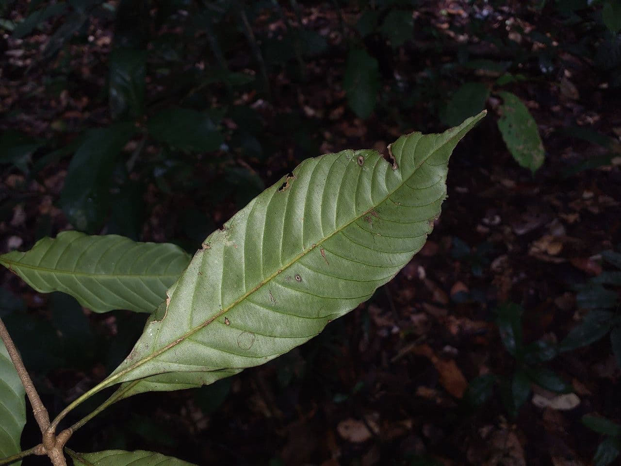 Lacunaria 5