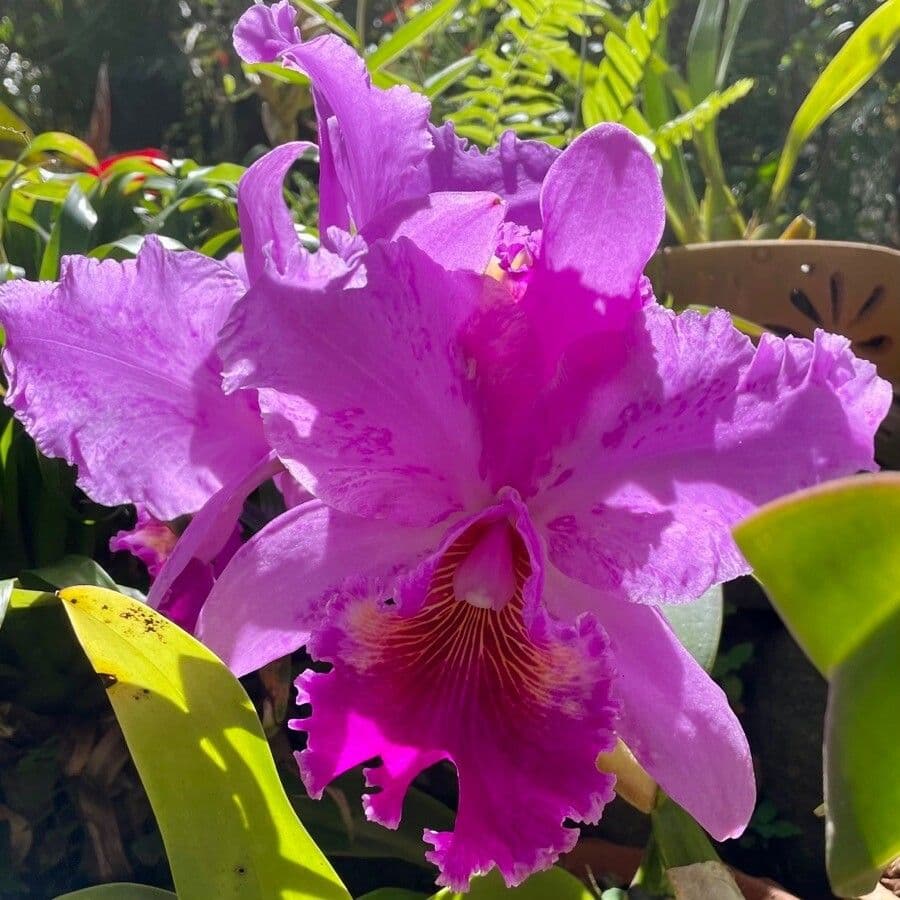 Cattleya di Lueddemann 5