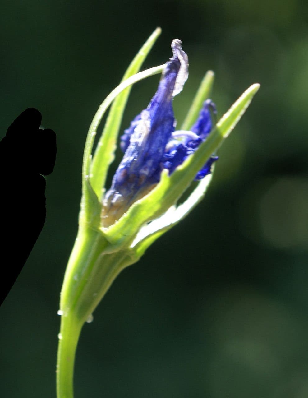 Campanula diffusa 4
