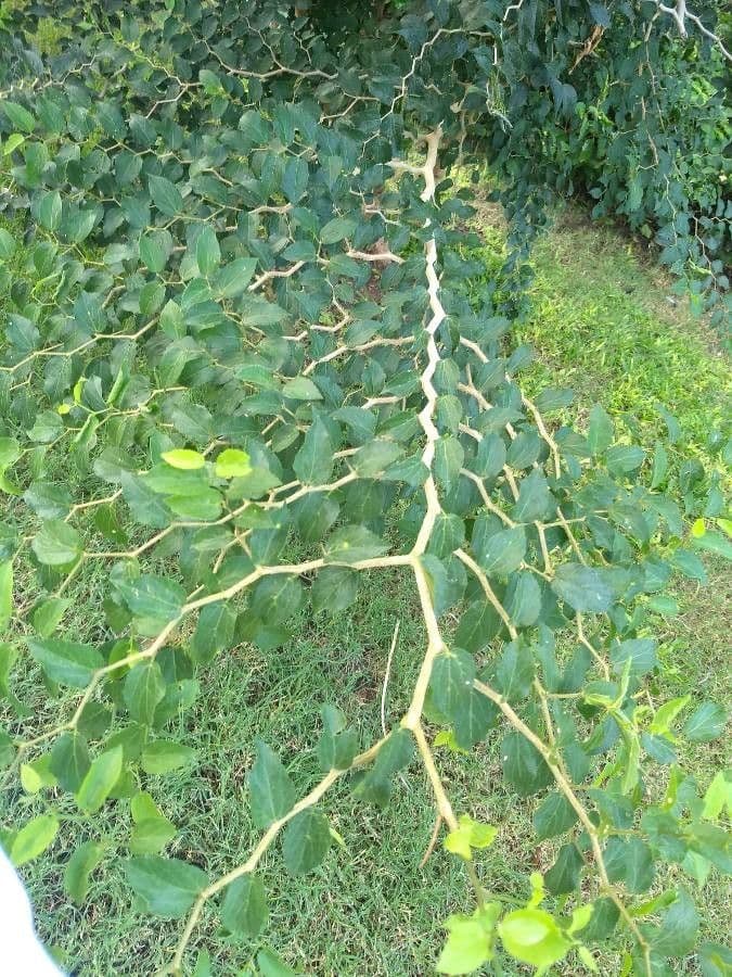 Celtis 13