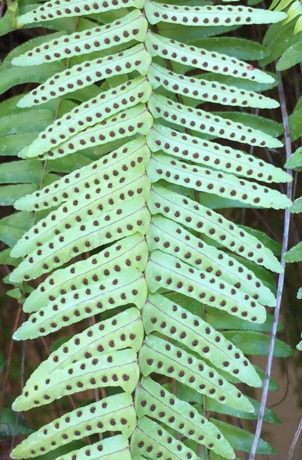 Nephrolepis cordifolia