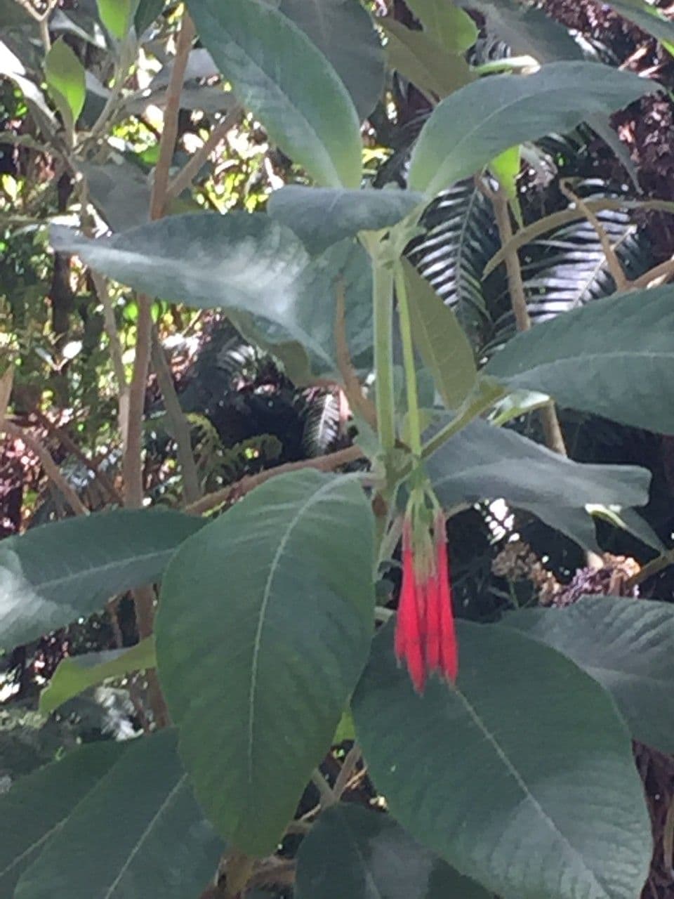 Fuchsien 28