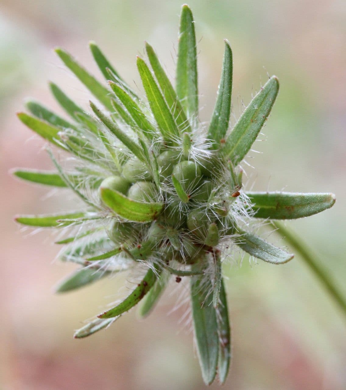 Asperula