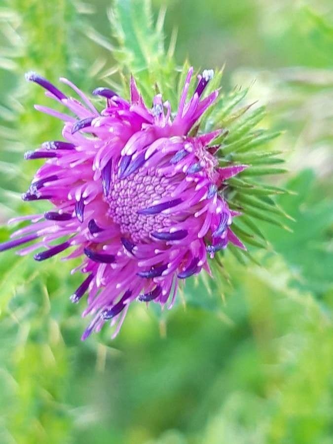 Weg-Distel 9