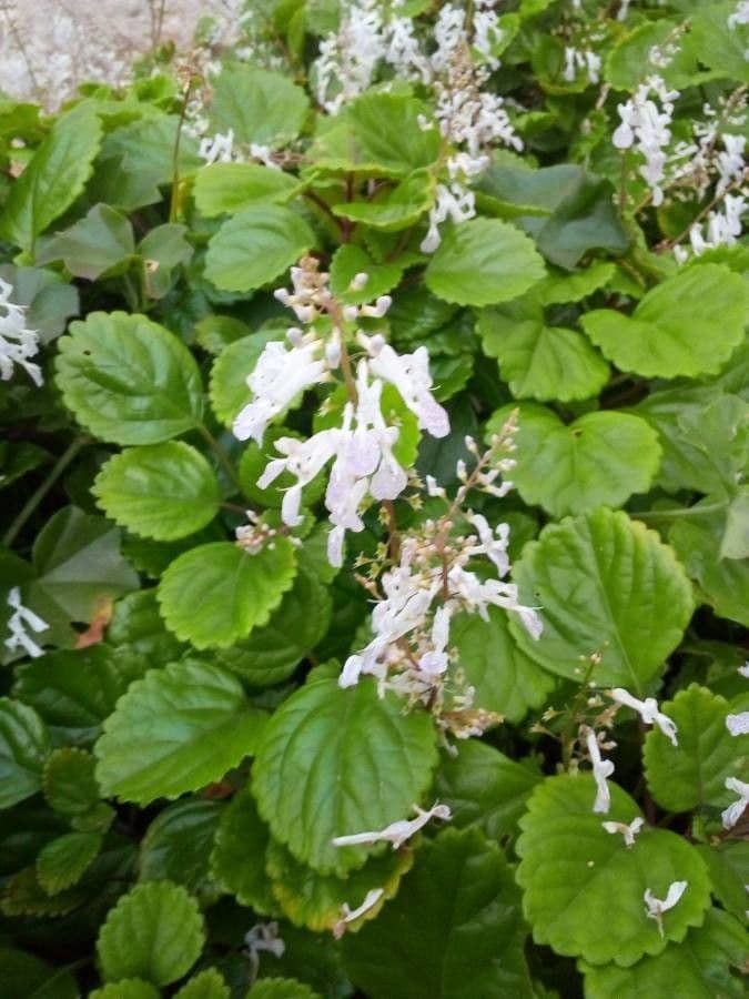 Plectranthus 5