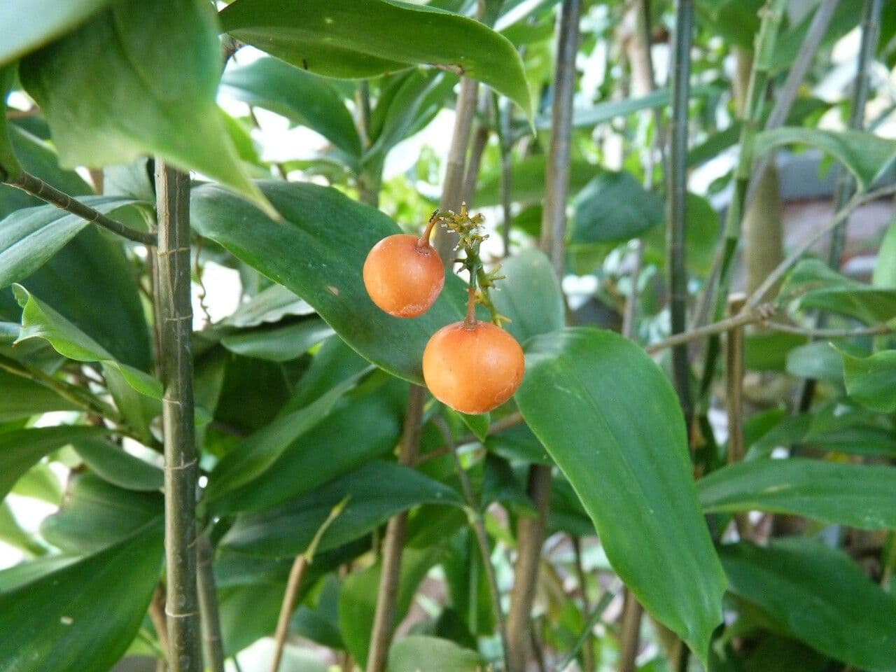 Dracaena camerunensis