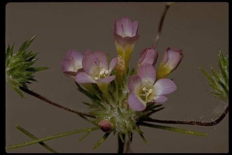 Navarretia