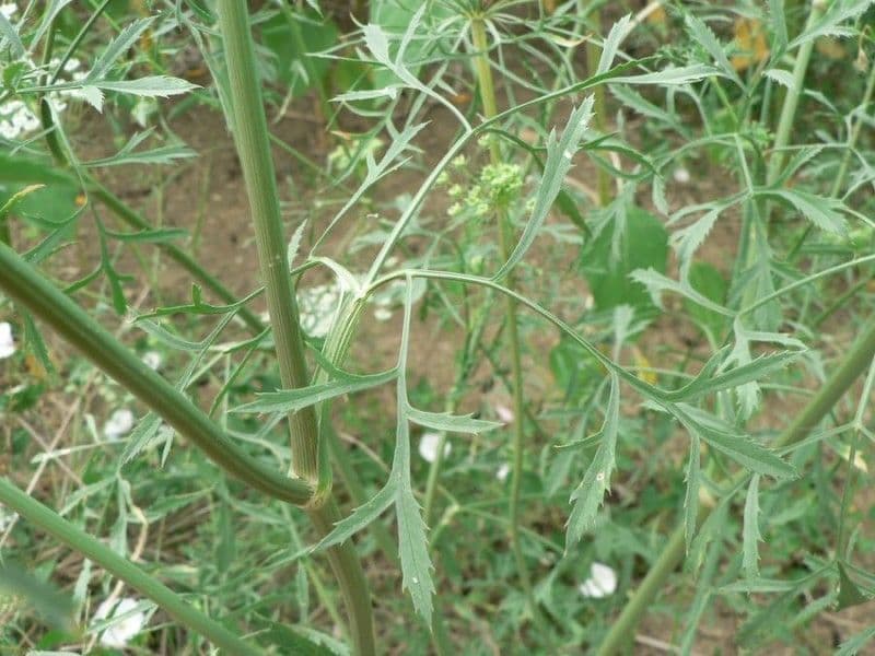 Ammia maggiore 30