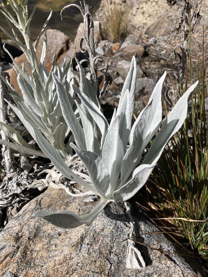Senecio 17