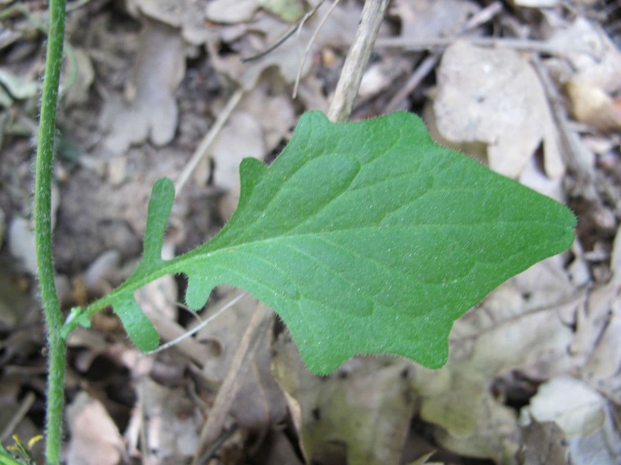 Rhagadiolus 17