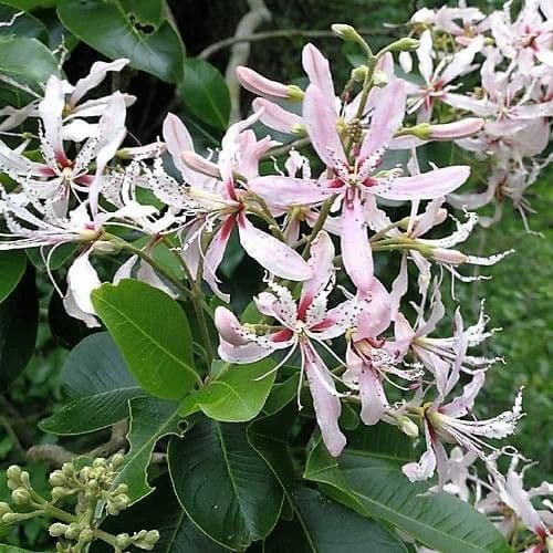 Calodendrum 5
