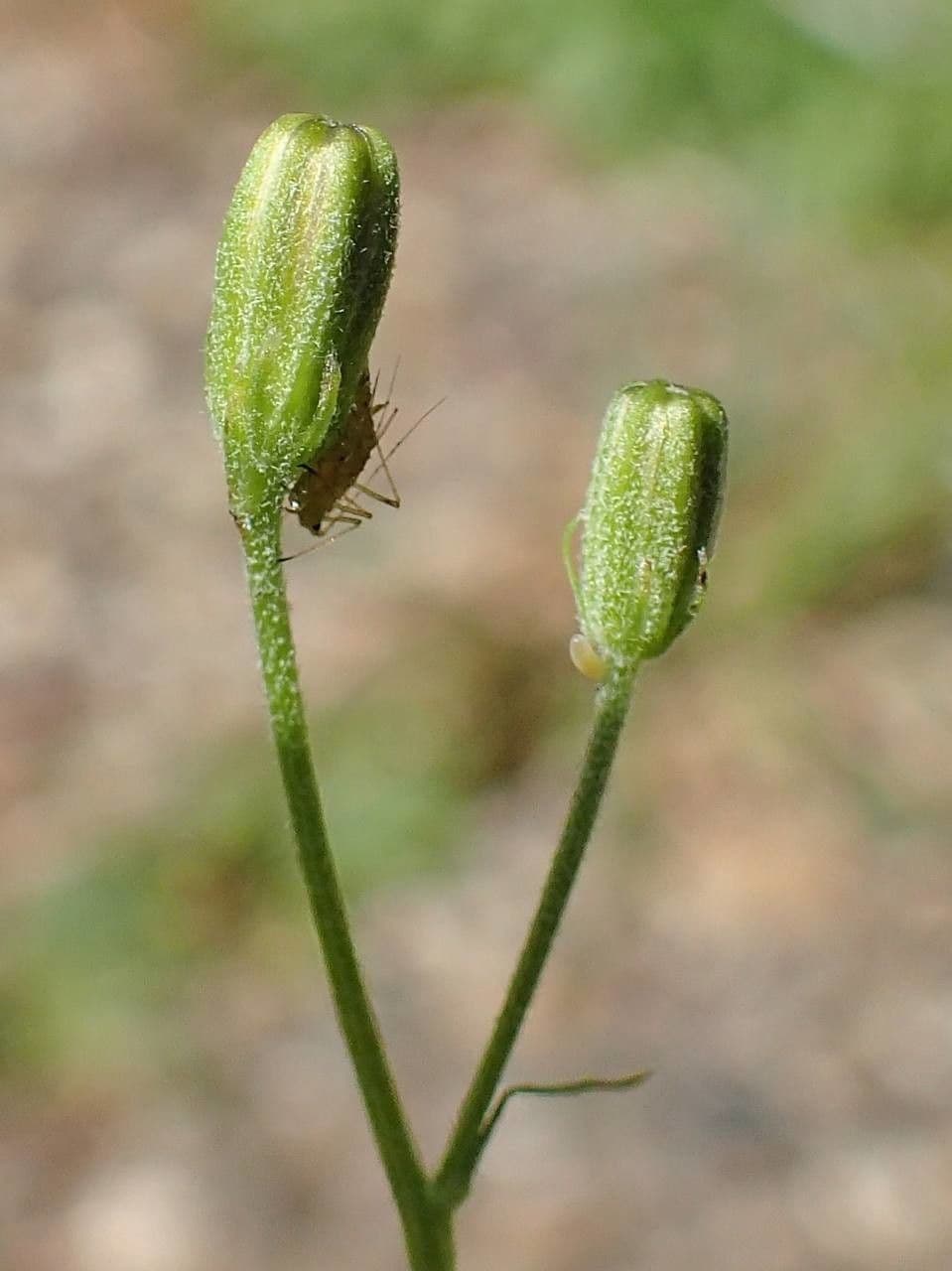 Radicchiella capillare 11