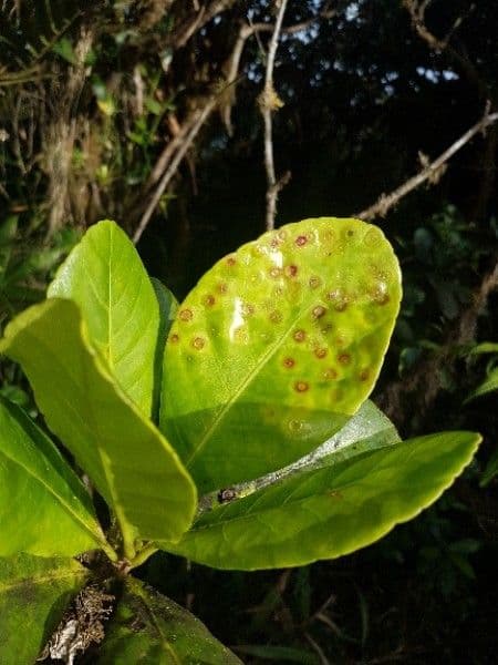 Richeria grandis 8