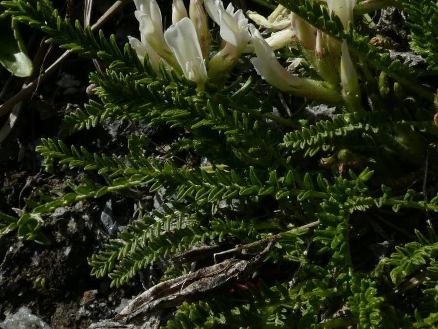 Oxytropis fetida 19