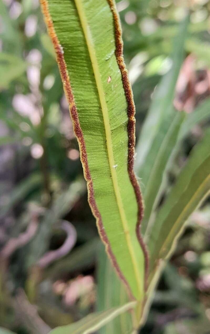 Pteris denticulata