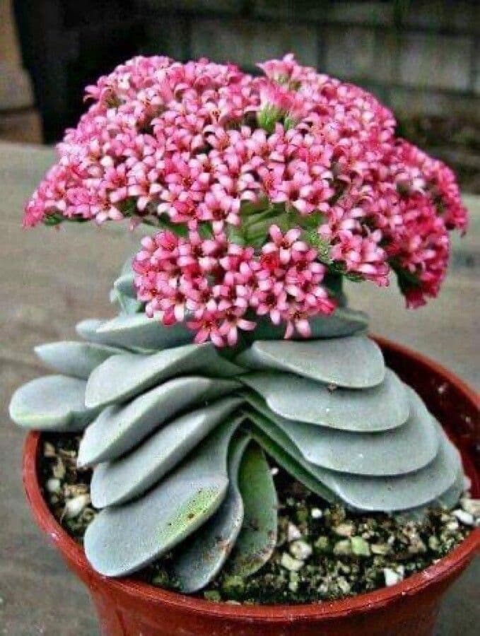 Crassula perfoliata 4