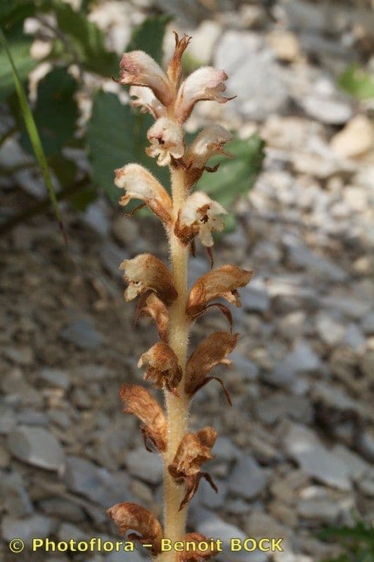 Orobanche