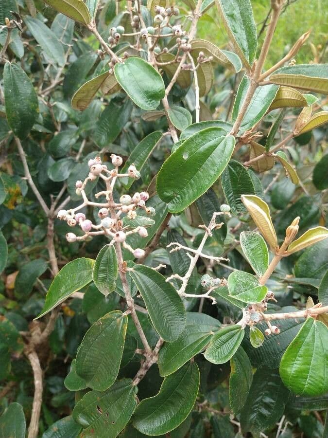Miconia bianca 9