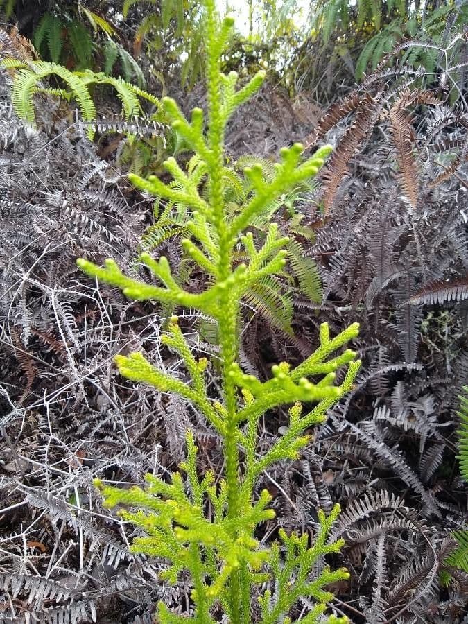 Lycopodiella cernua 10