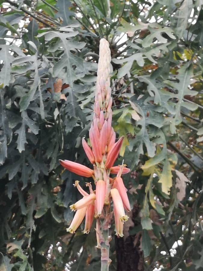 Aloe 2