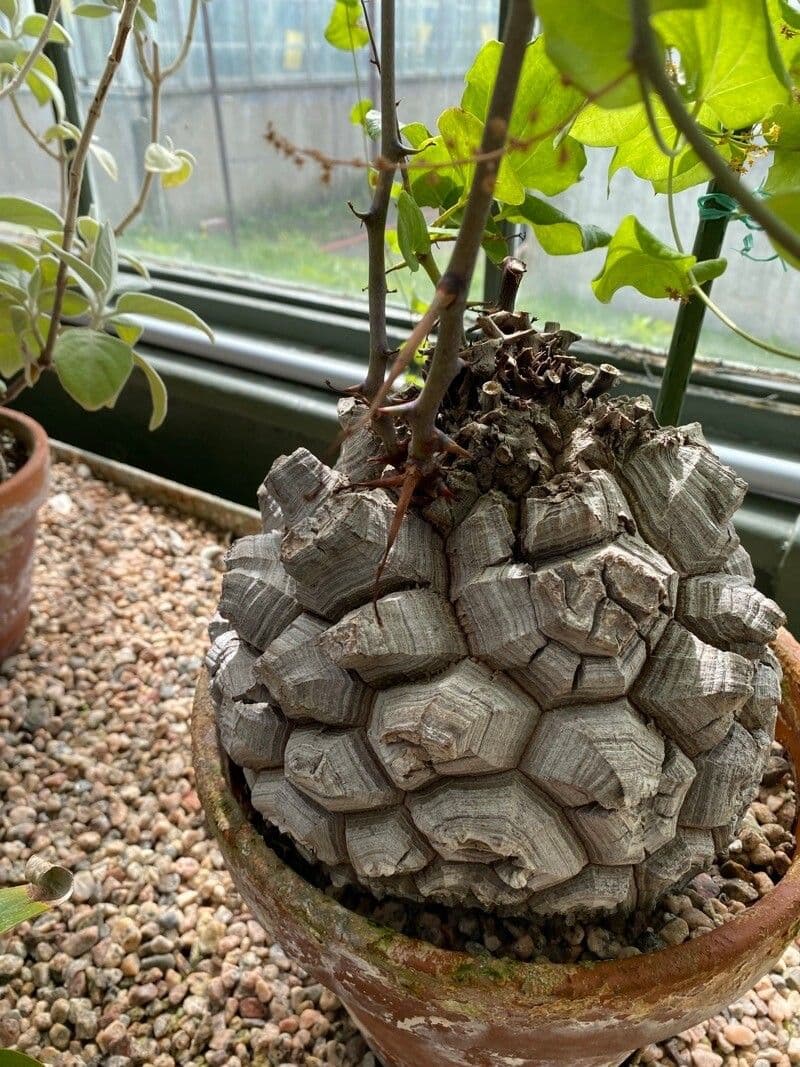 Dioscorea