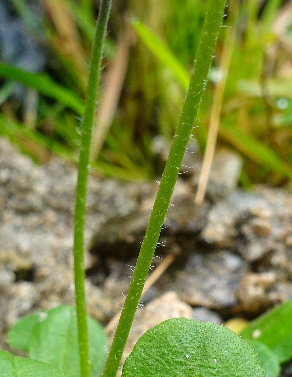Margherita selvatica 20