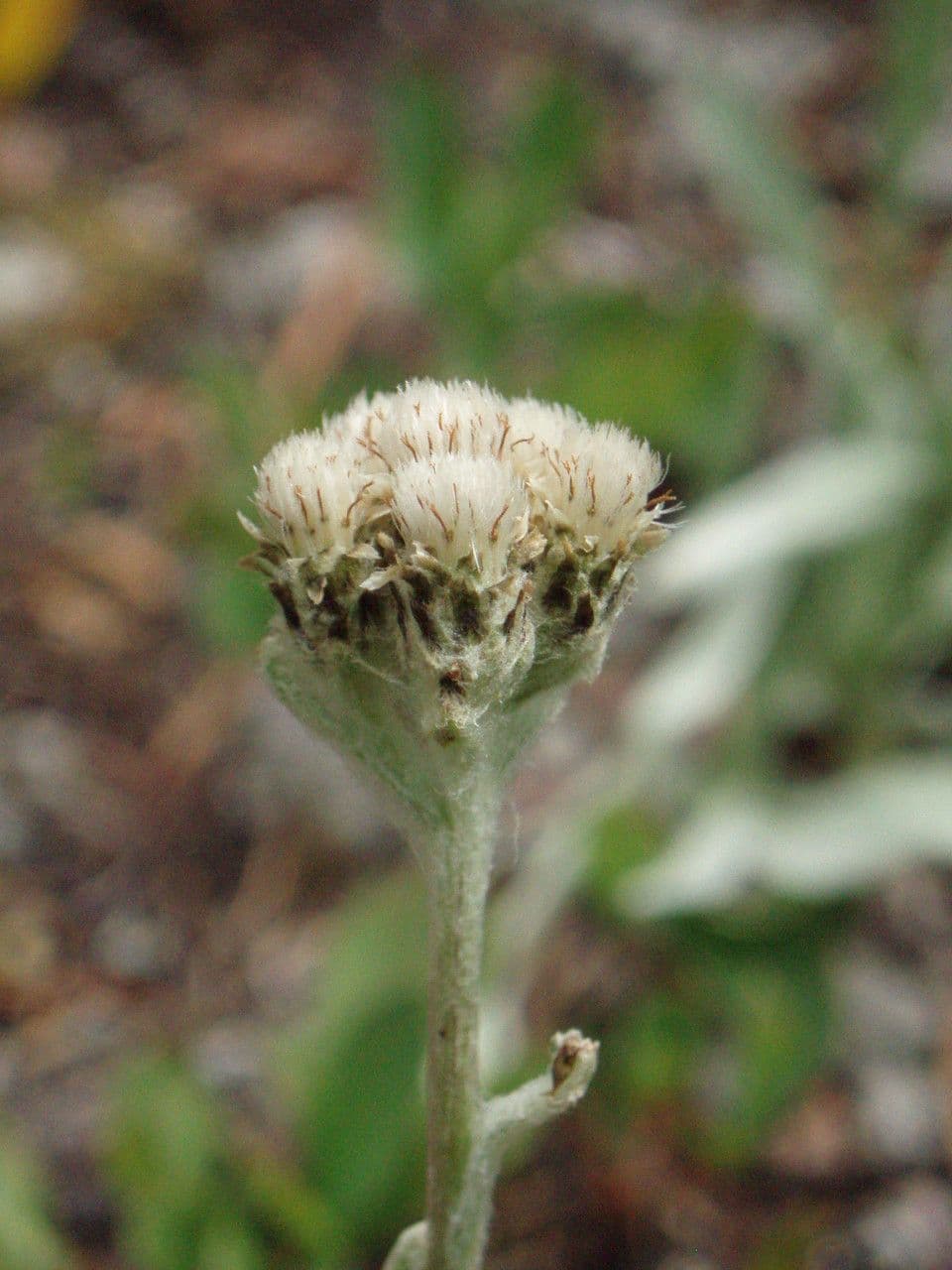 Antennaria lanata 2