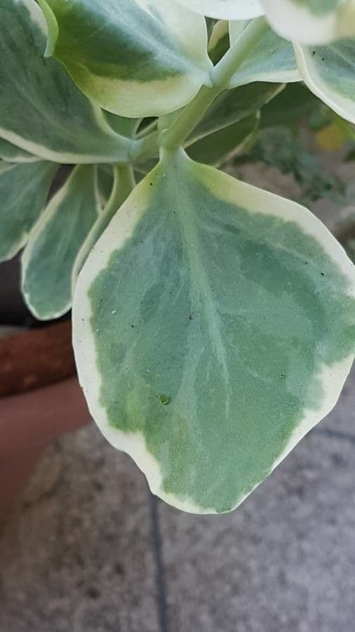 Sedum 15