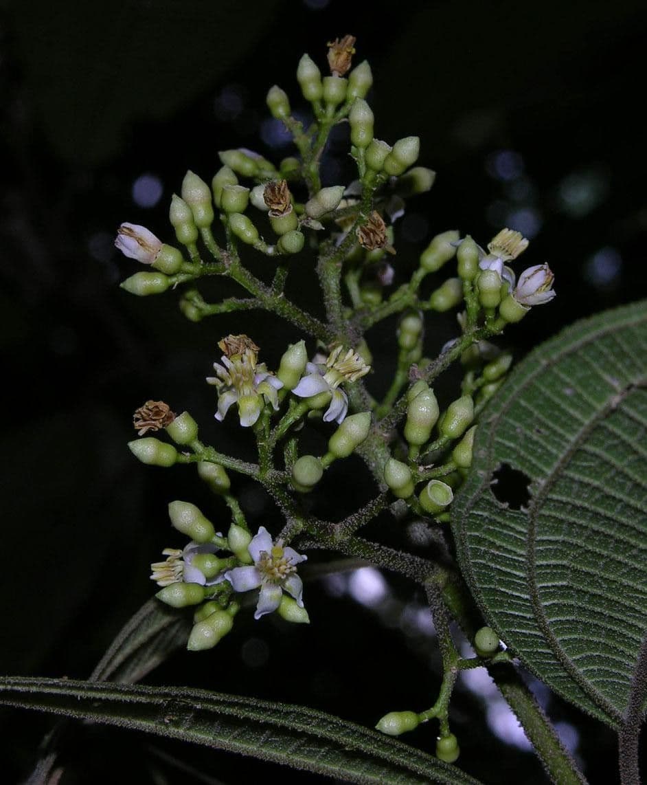 Conostegia micrantha 13
