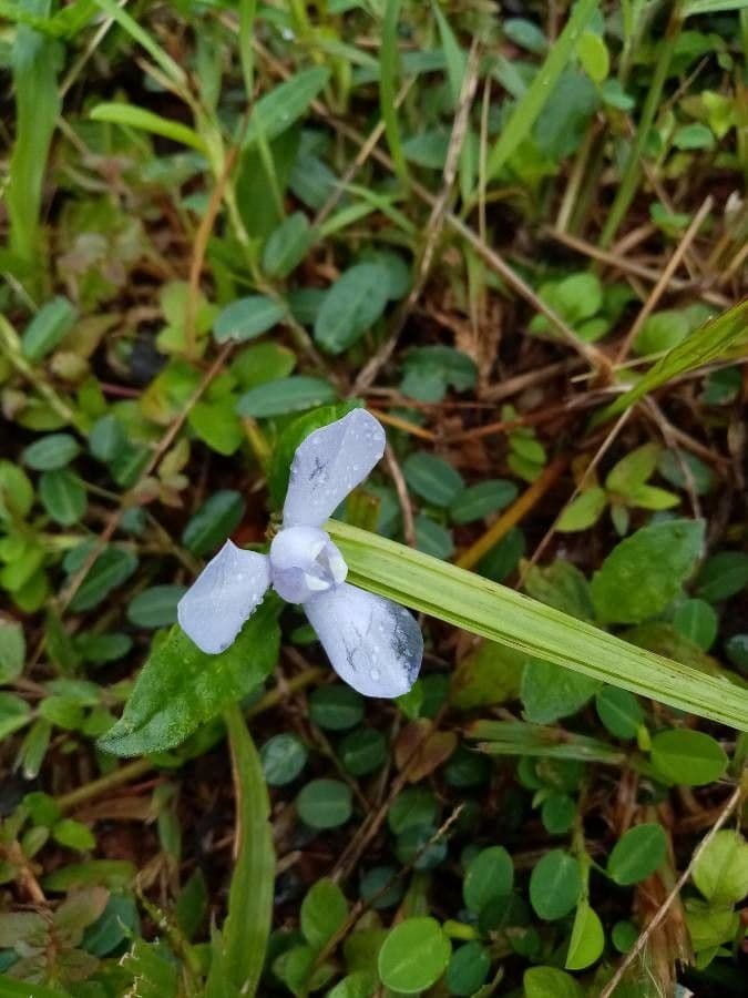 Cipura 3
