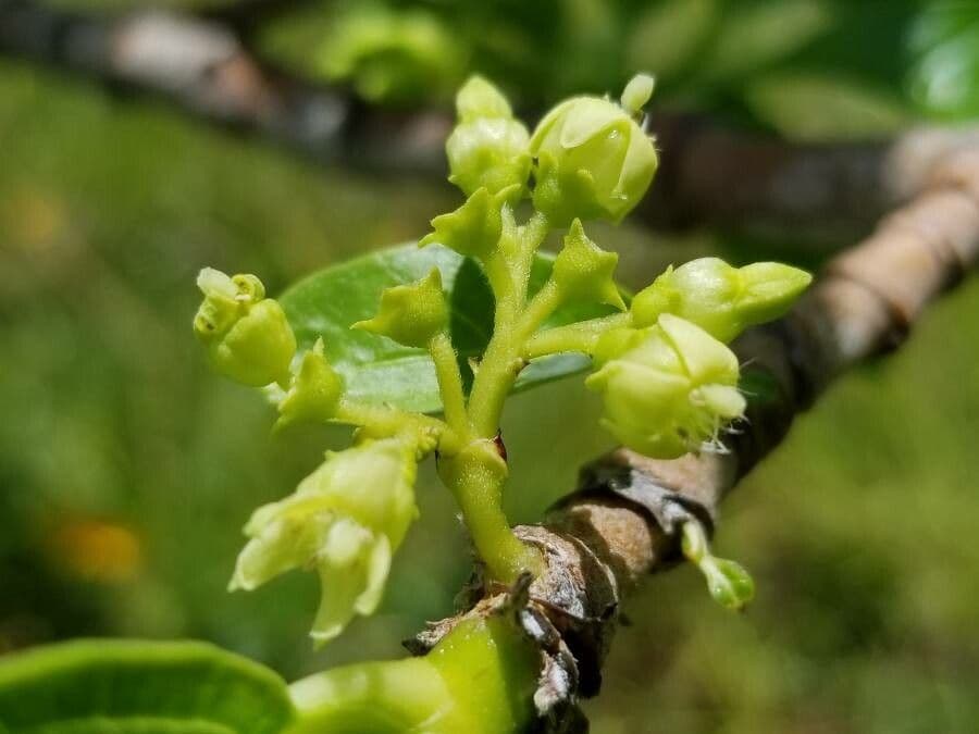 Vangueria madagascariensis 7