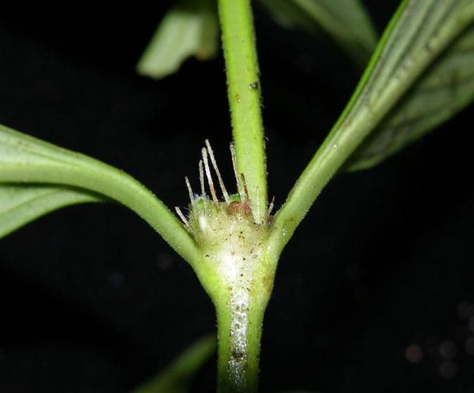 Spermacoce ocymifolia 15